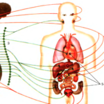 Структура силы нервной системы в работах И.П.Павлова